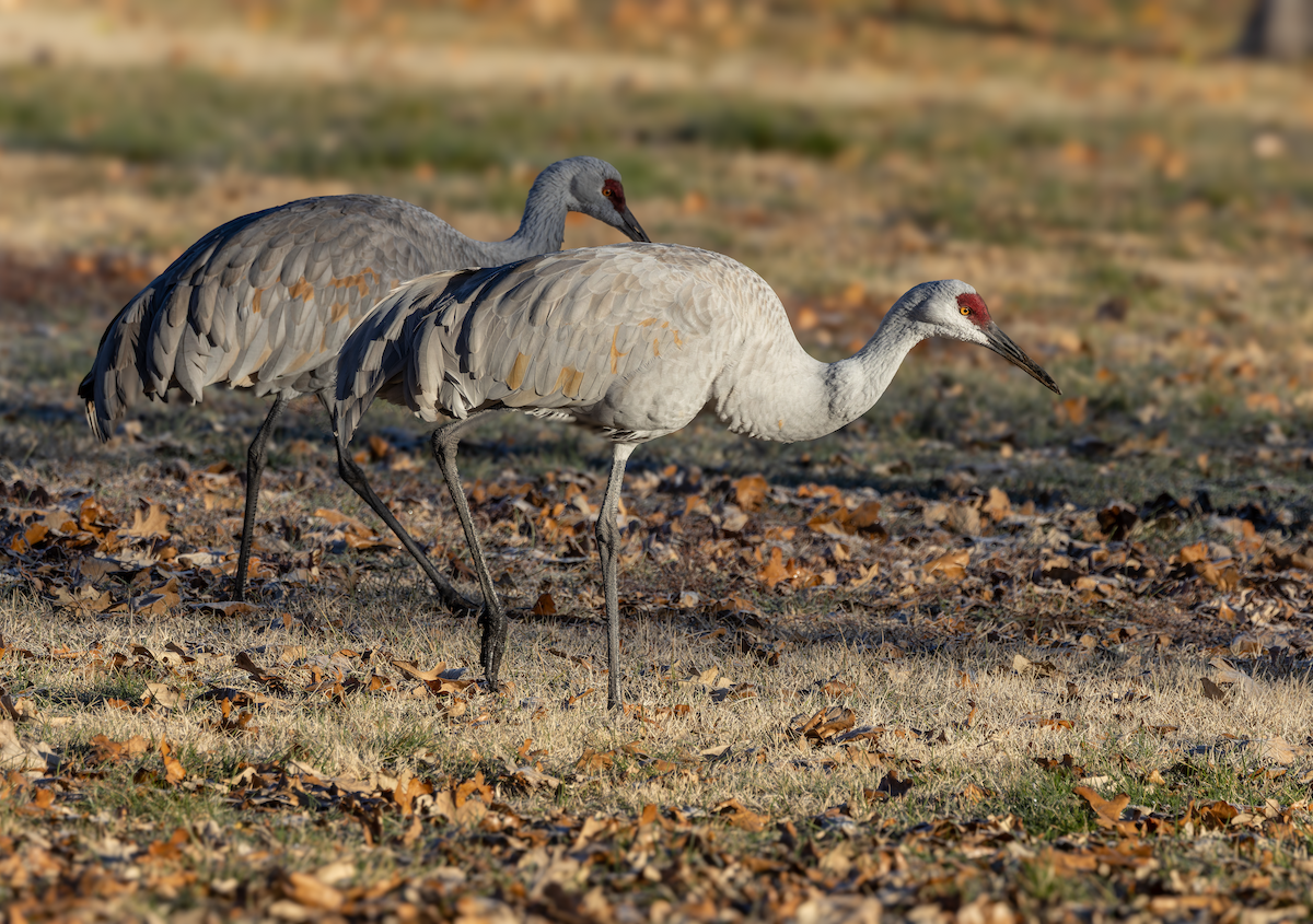Sandhill Crane - ML646018232