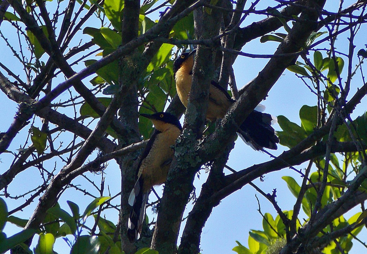 Black-capped Donacobius - ML646018233