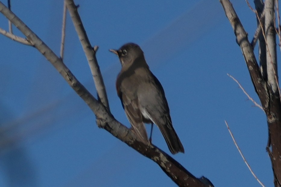 American Robin - ML646018236