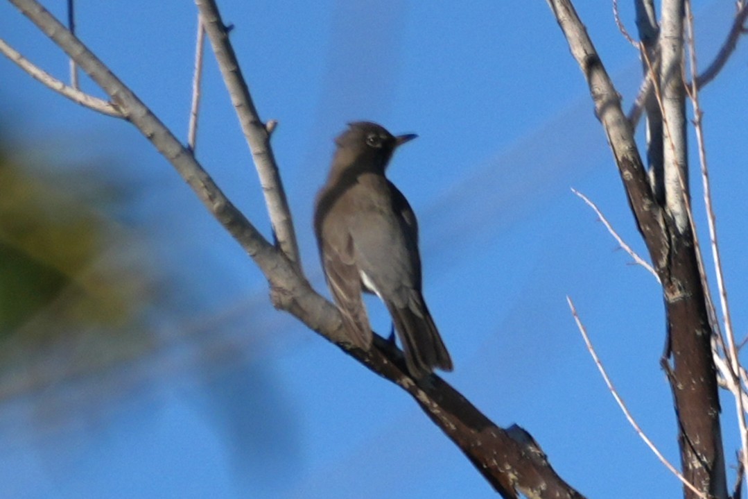 American Robin - ML646018237