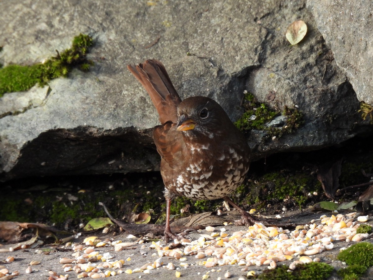 Fox Sparrow - ML646018239