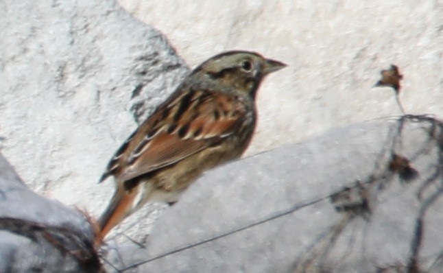 Song Sparrow - ML646018240