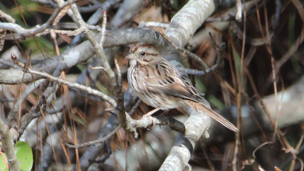 Song Sparrow - ML646018241