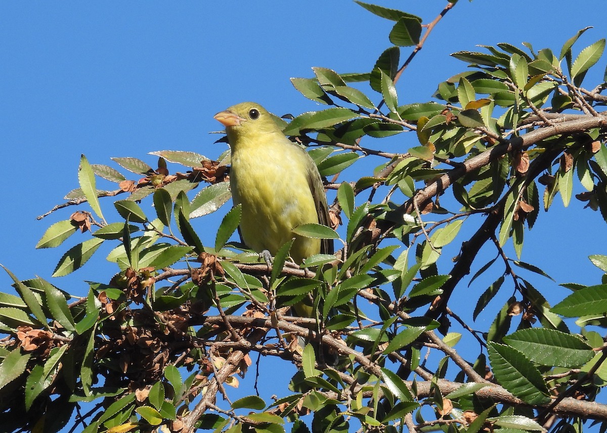 Scarlet Tanager - ML646018242