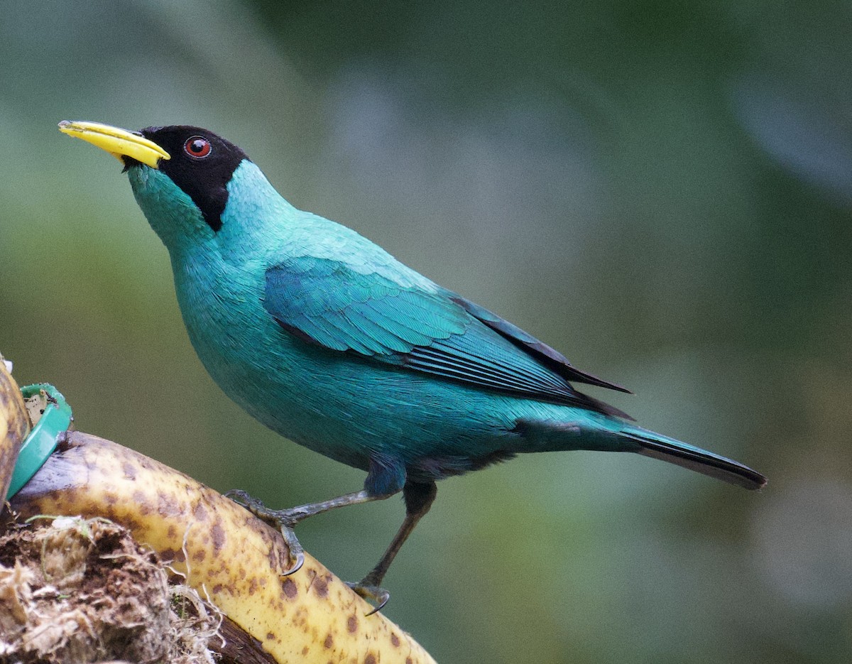 Green Honeycreeper - ML646018245