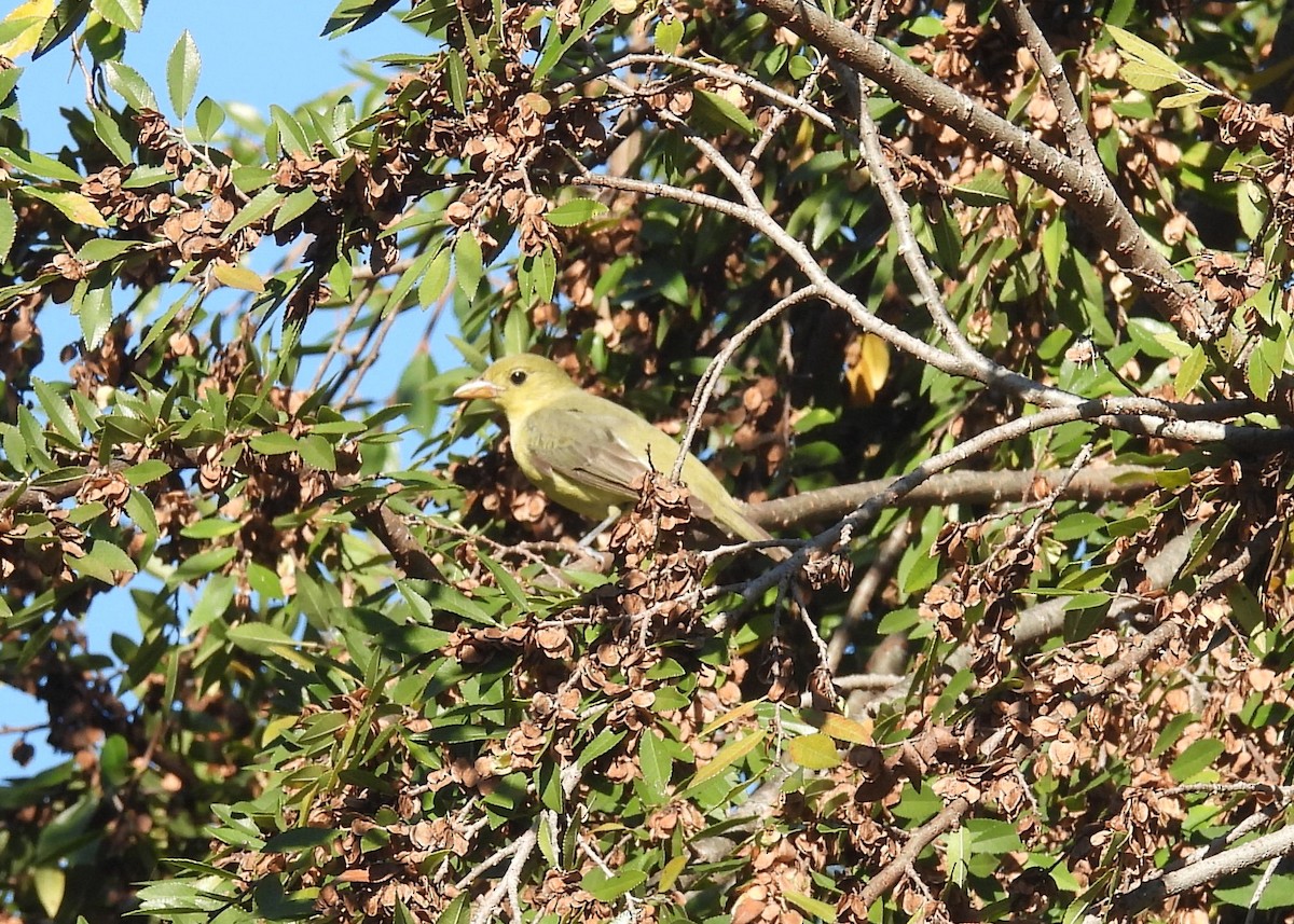 Scarlet Tanager - ML646018246