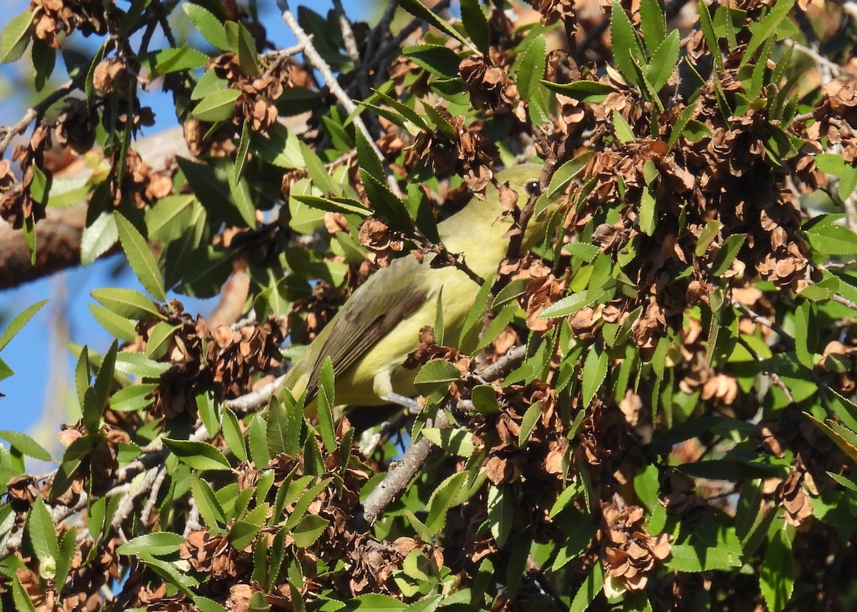 Scarlet Tanager - ML646018248