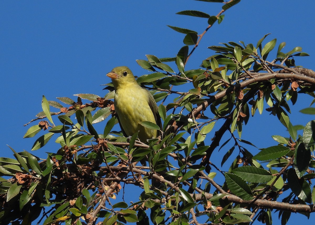 Scarlet Tanager - ML646018249