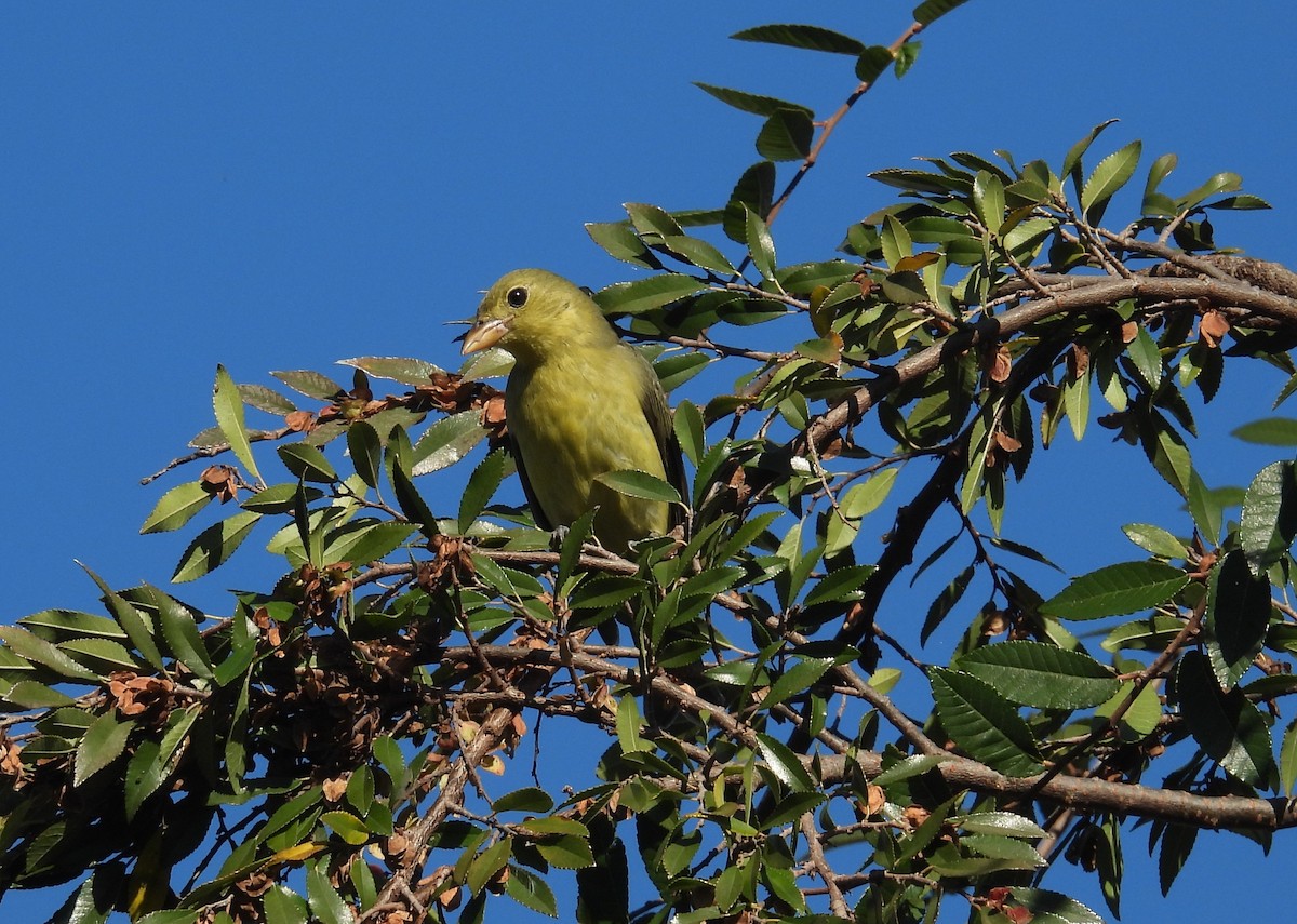 Scarlet Tanager - ML646018259
