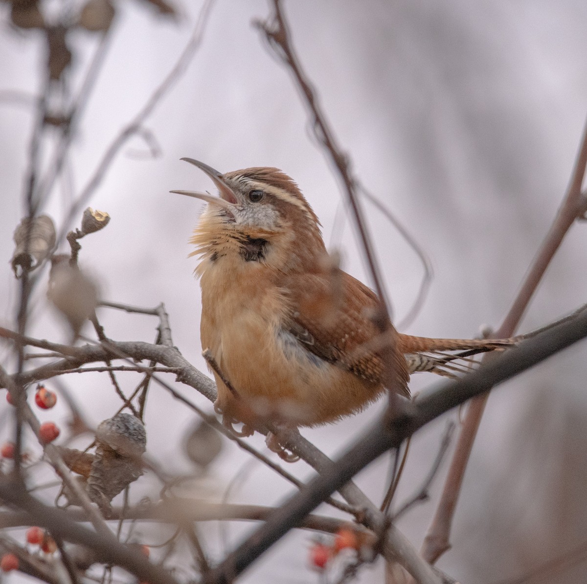 Carolina Wren - ML646018260
