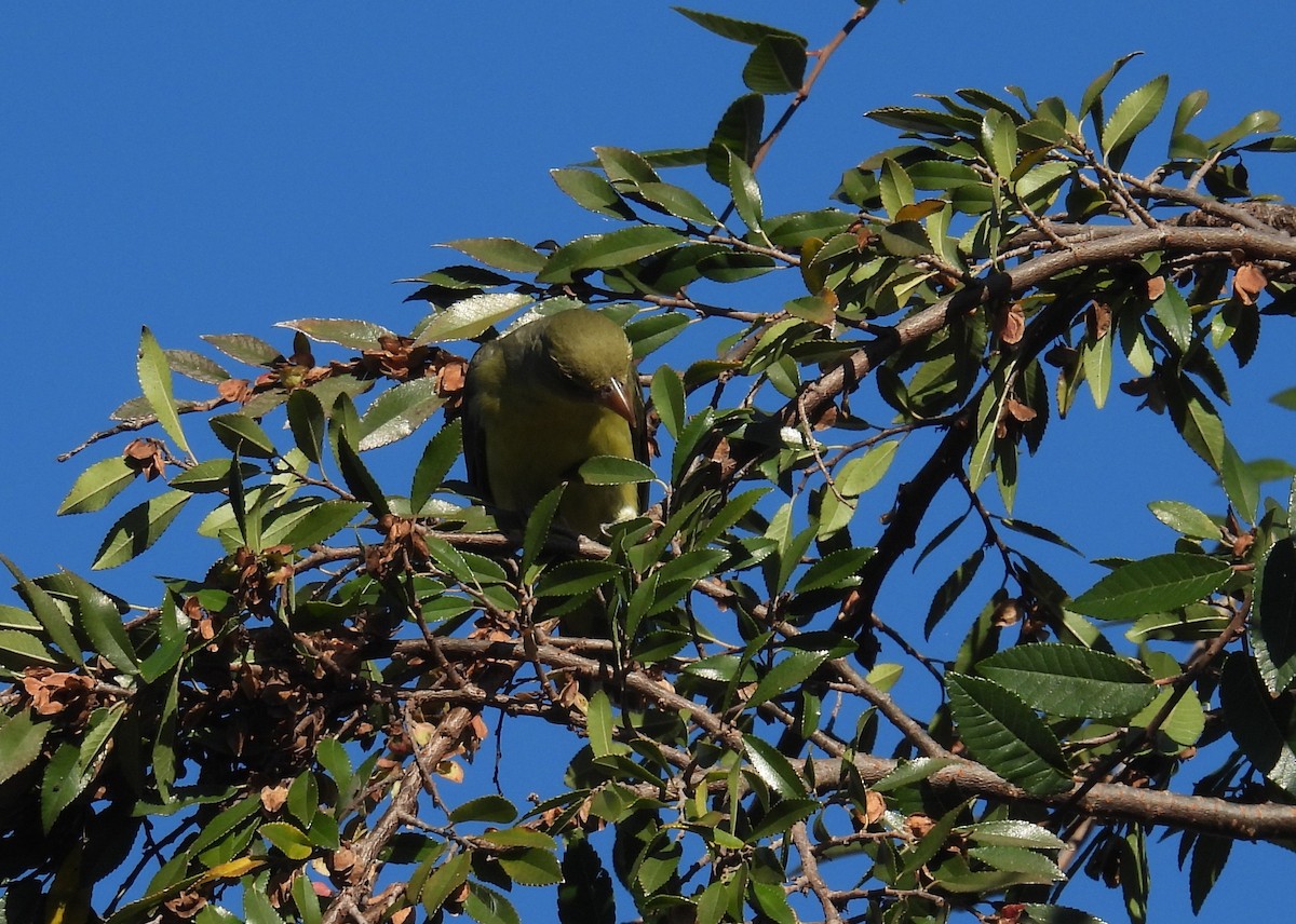 Scarlet Tanager - ML646018261