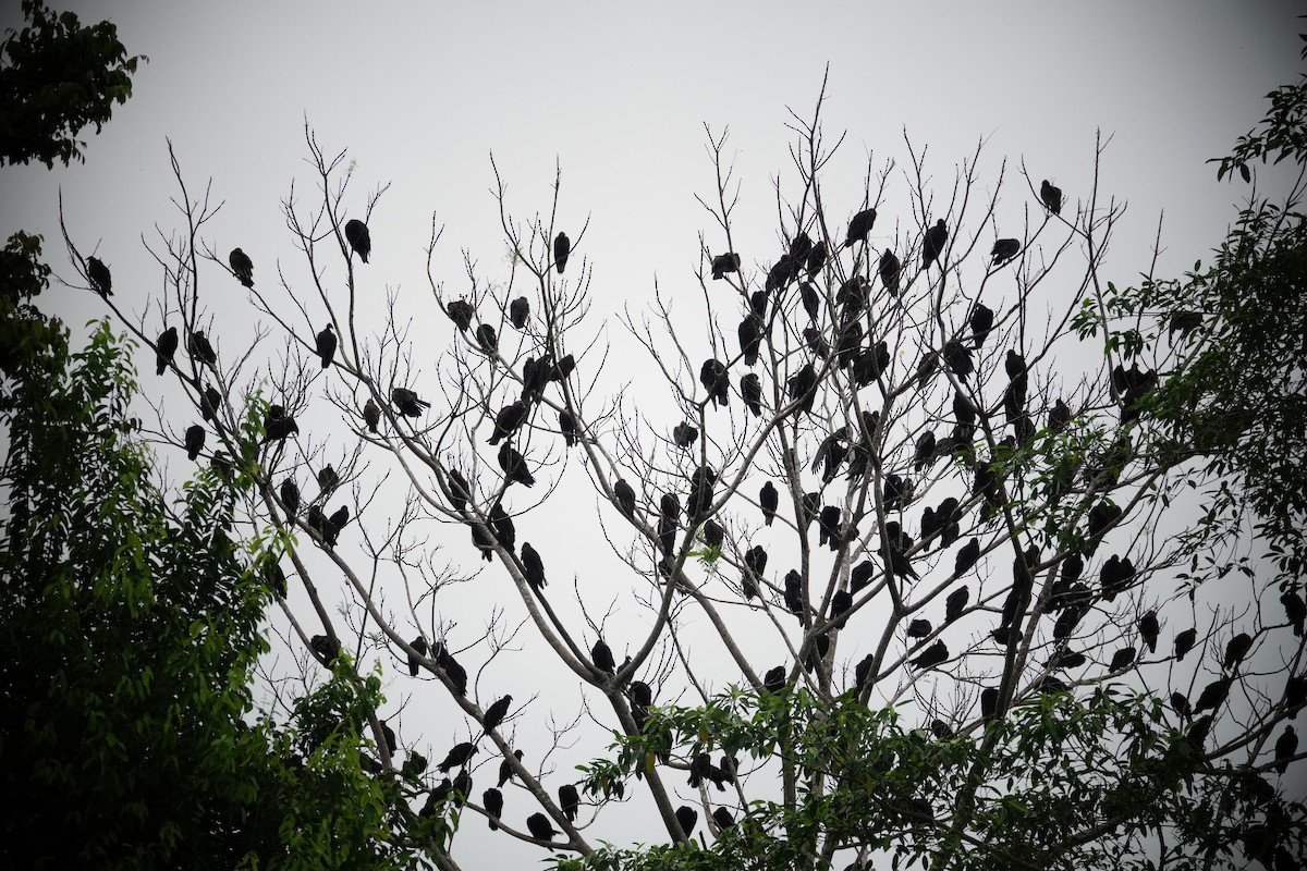 Turkey Vulture - ML646018262