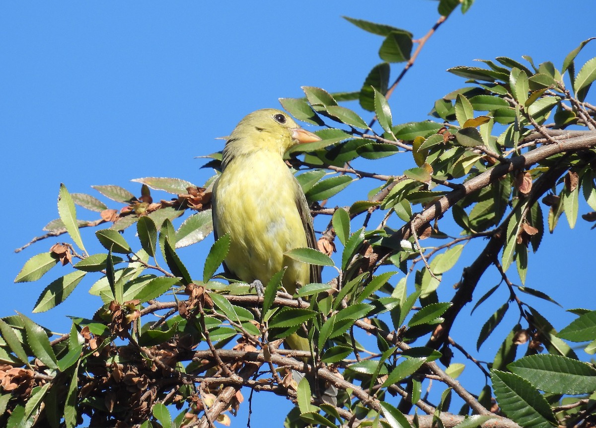 Scarlet Tanager - ML646018269