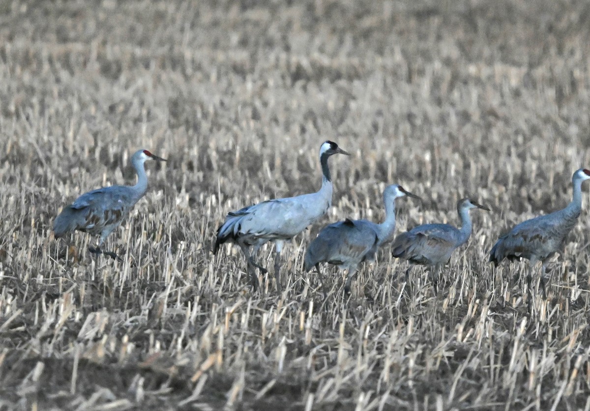 Хархираа тогоруу - ML646018270