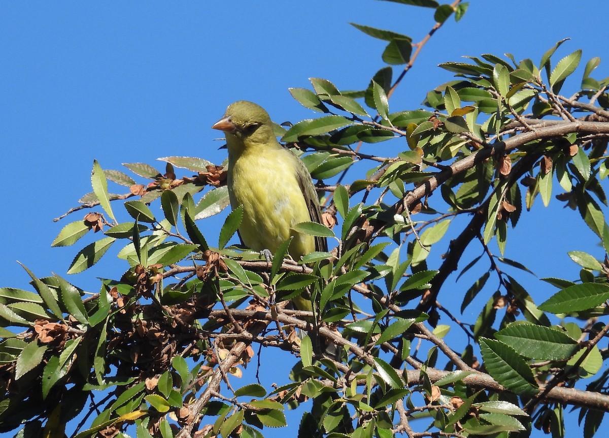 Scarlet Tanager - ML646018271