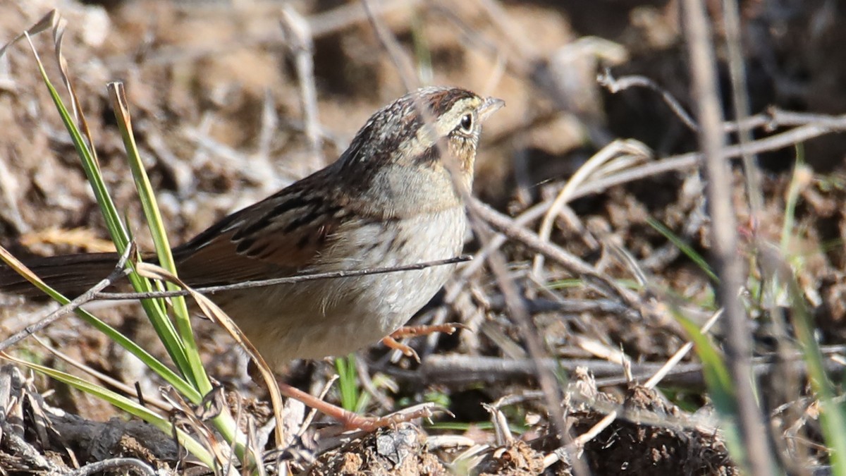 Swamp Sparrow - ML646018273
