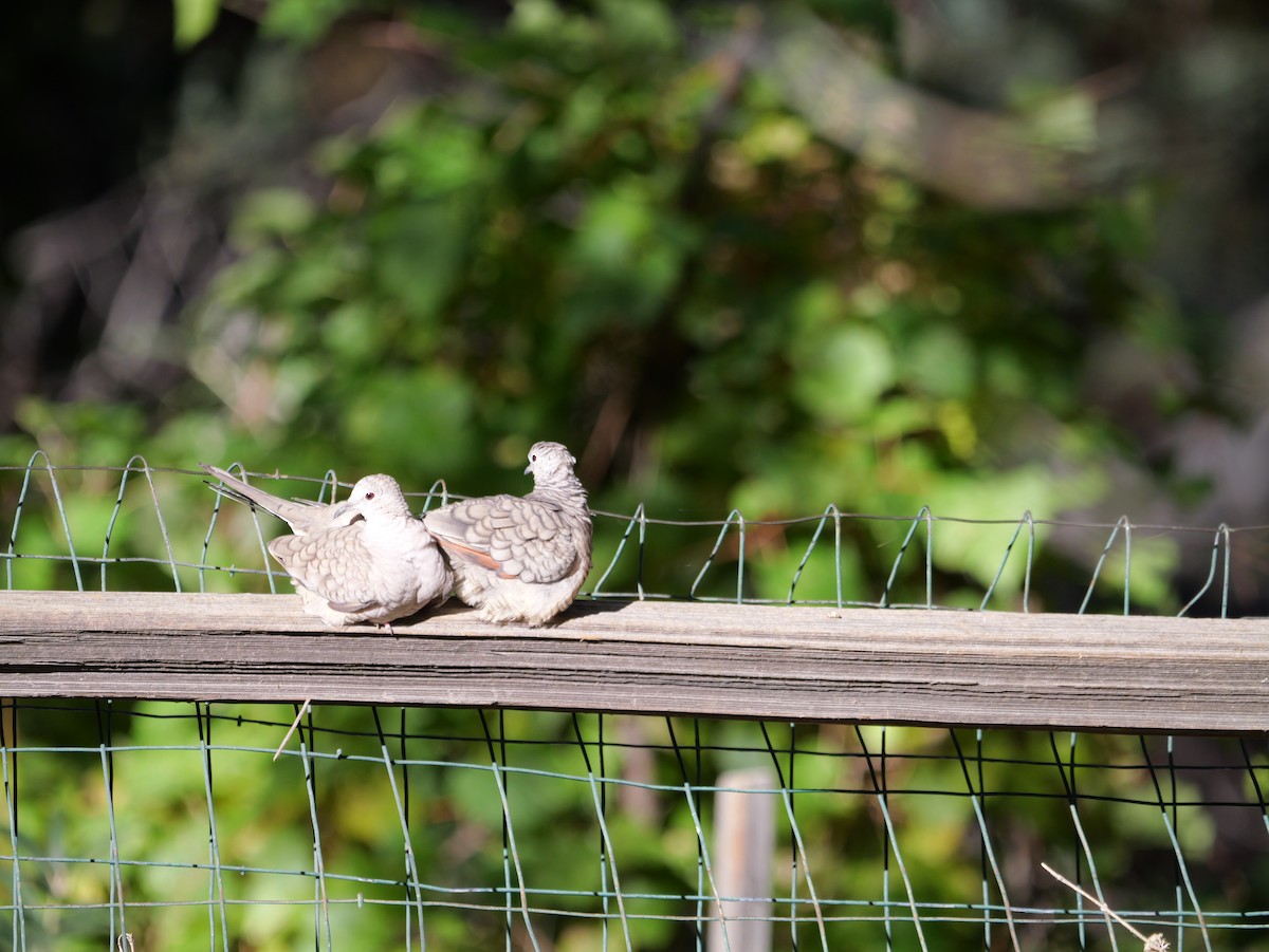 holoubek mexický - ML646018274