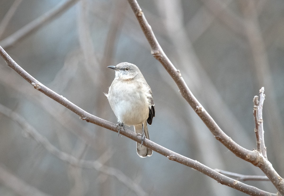Northern Mockingbird - ML646018277