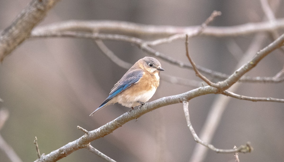 Eastern Bluebird - ML646018281
