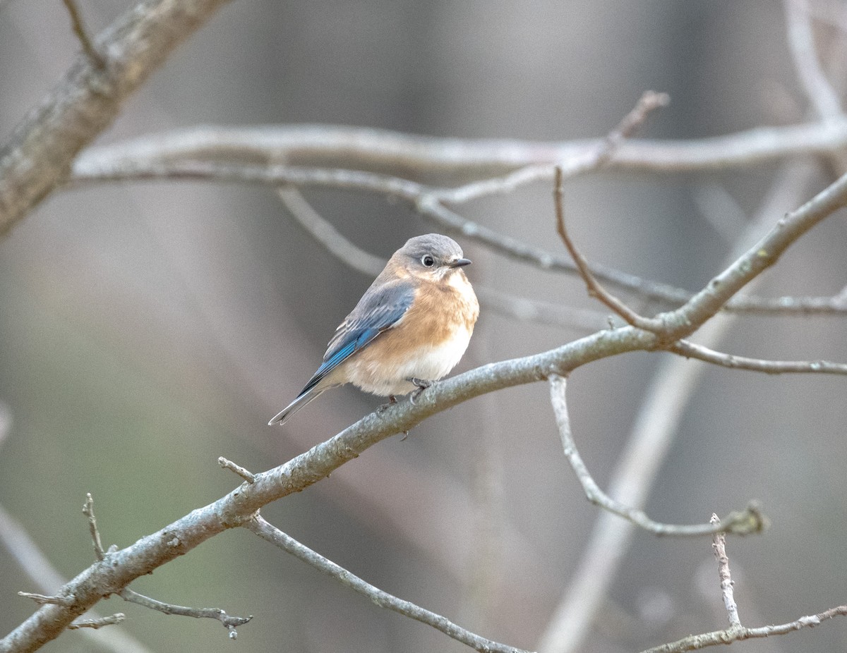 Eastern Bluebird - ML646018282