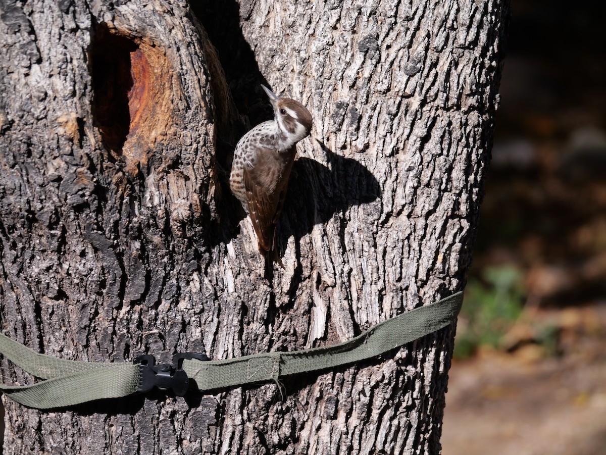 strakapoud hnědokřídlý - ML646018286