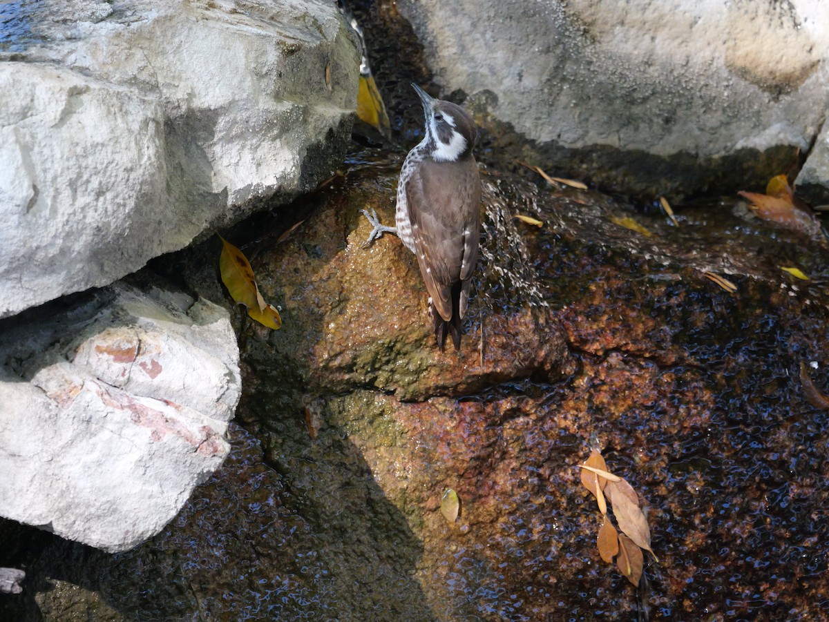 Arizona Woodpecker - ML646018287