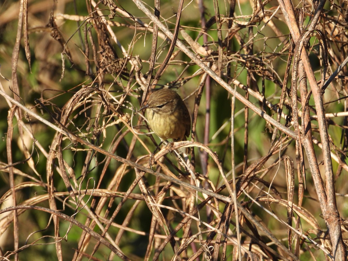 Reinita Palmera - ML646018290