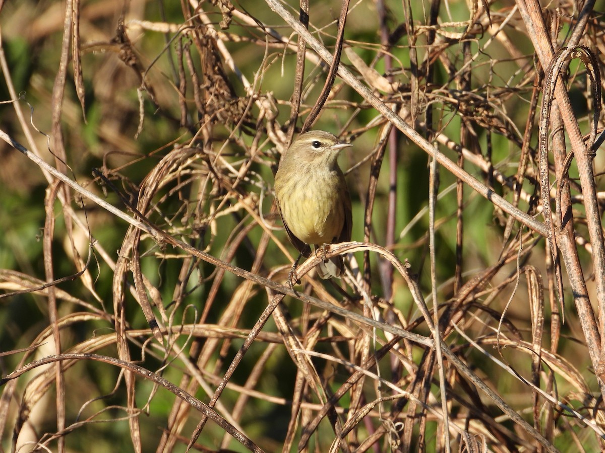 Reinita Palmera - ML646018291