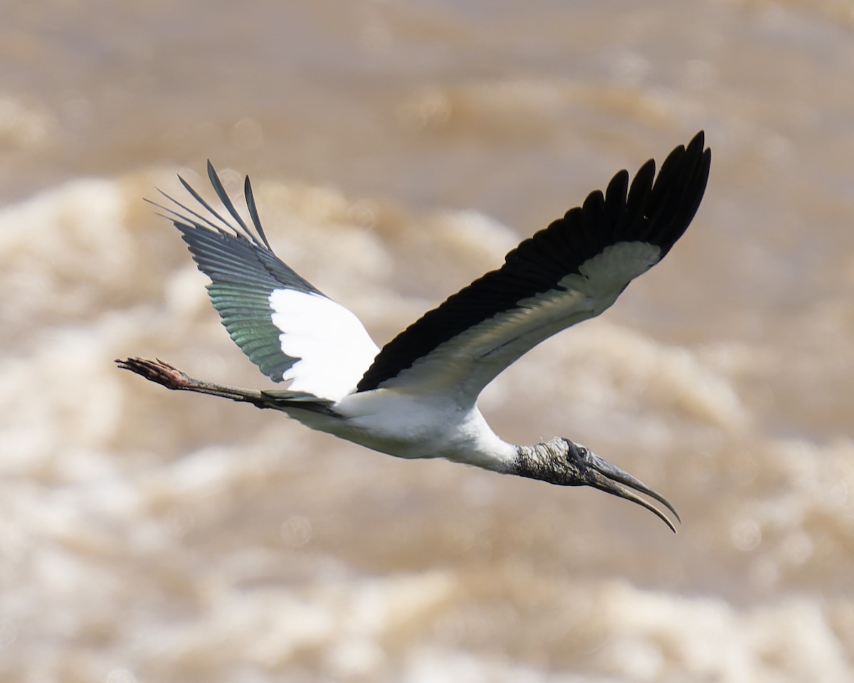 Wood Stork - ML646018293