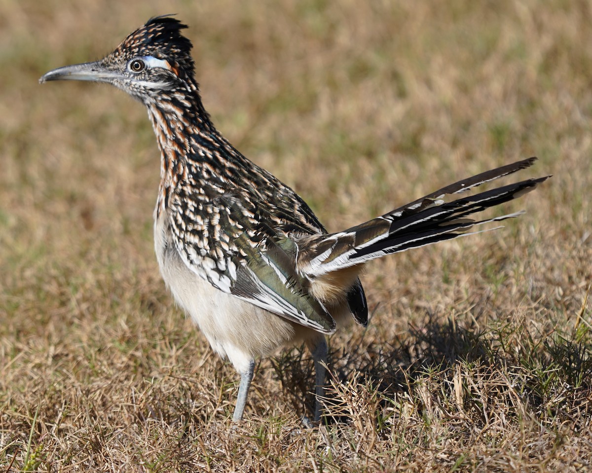 Correcaminos Grande - ML646018294