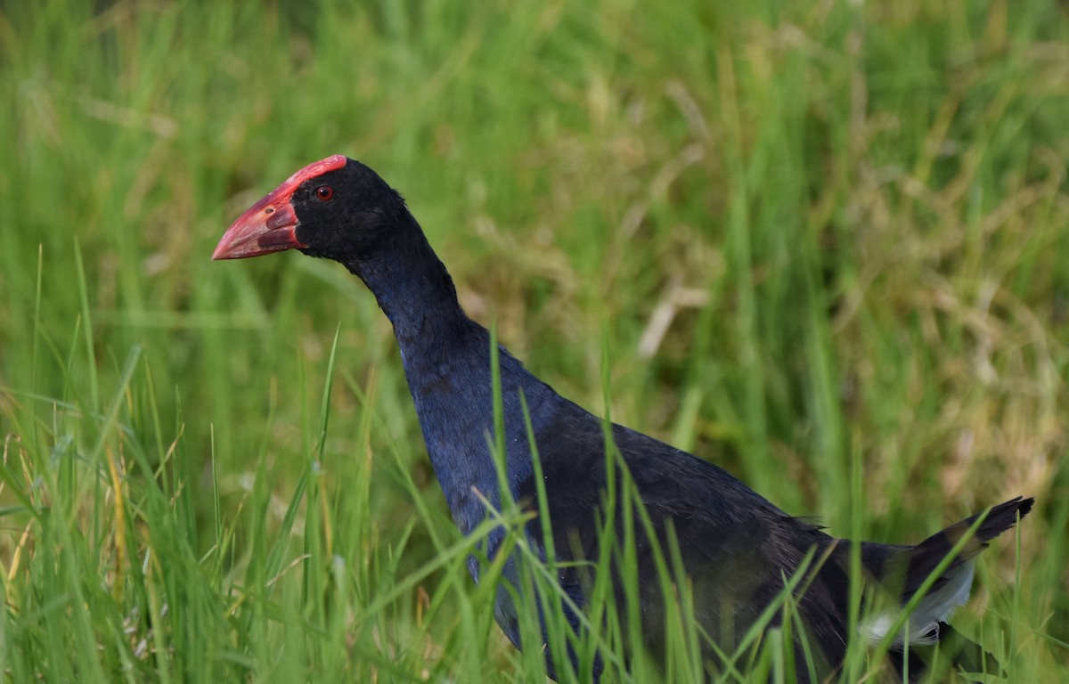 Calamón Australiano - ML646018298