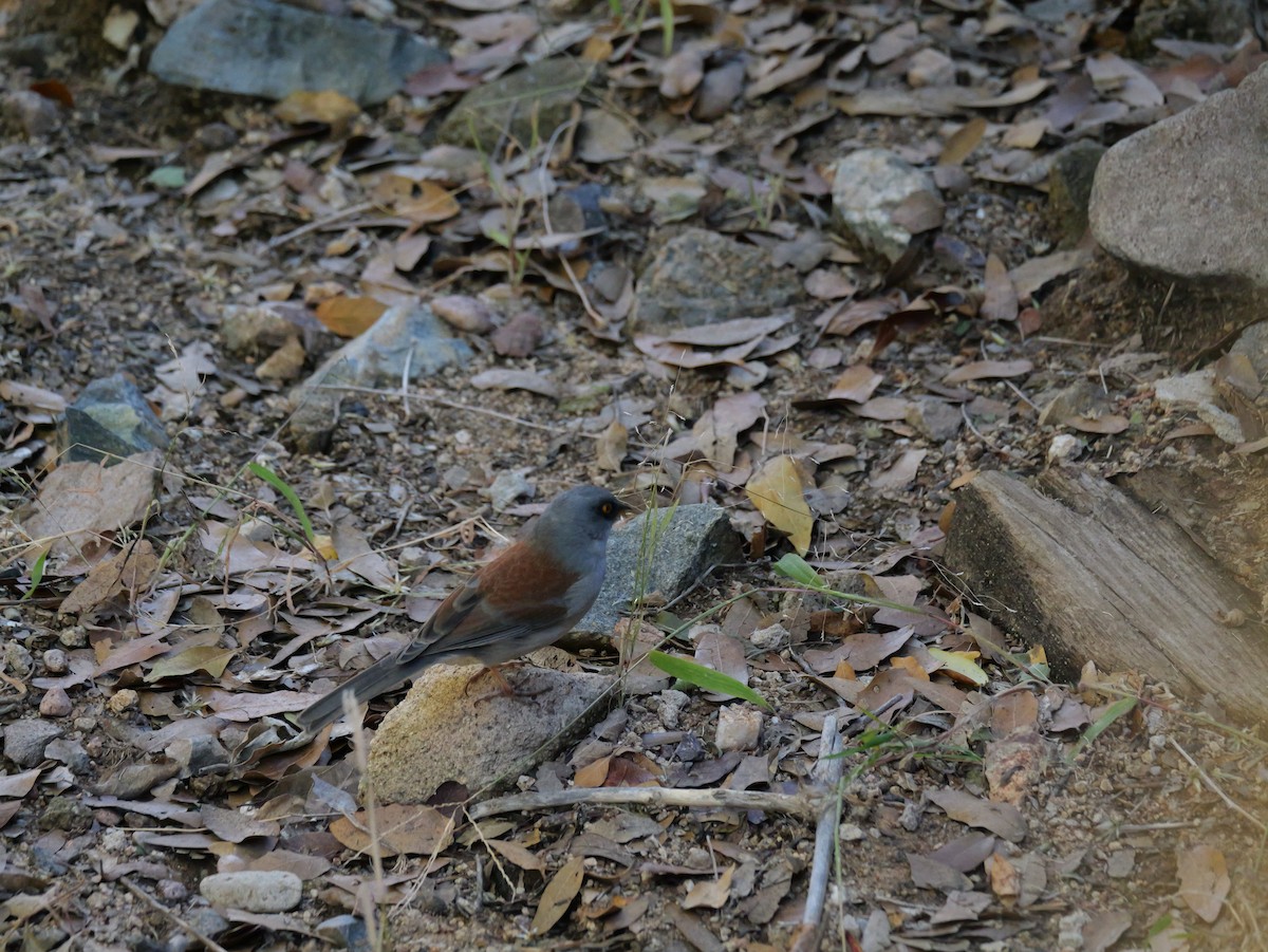 Yellow-eyed Junco - ML646018299