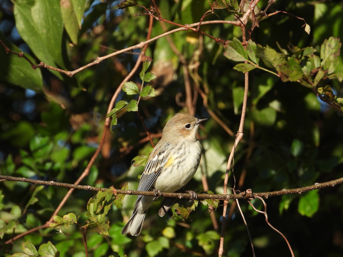Reinita Coronada (Coronada) - ML646018300