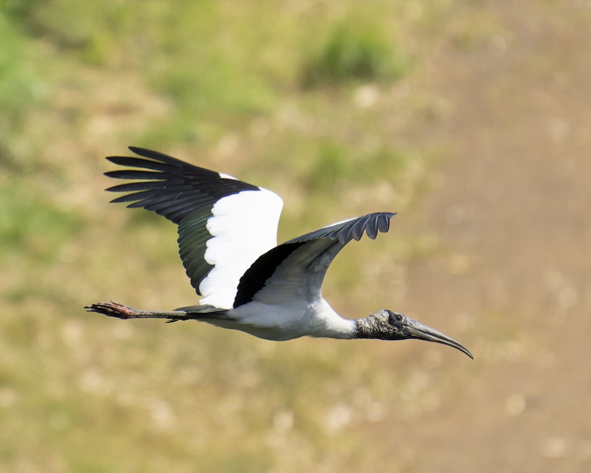 Tántalo Americano - ML646018301