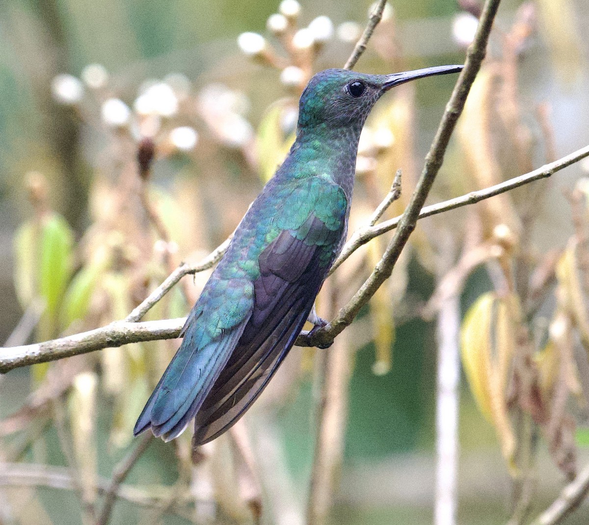 Colibrí de Cuvier - ML646018302