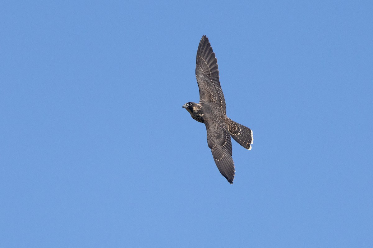 Halcón Peregrino - ML646018303