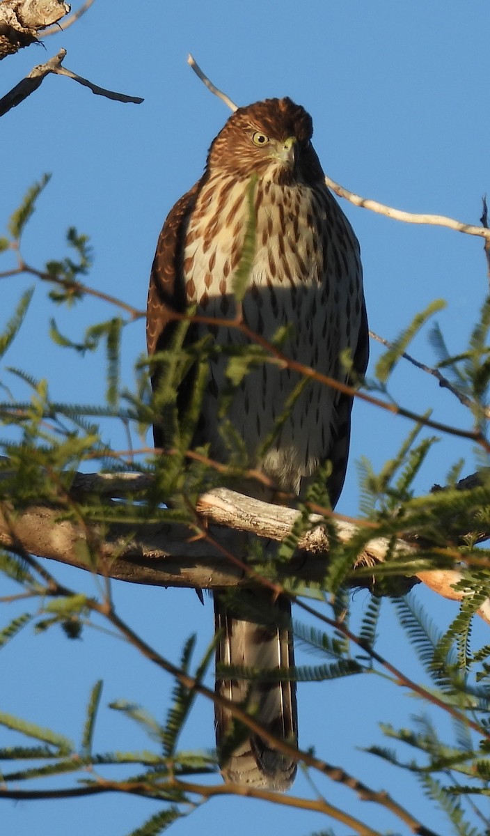 Gavilán de Cooper - ML646018304