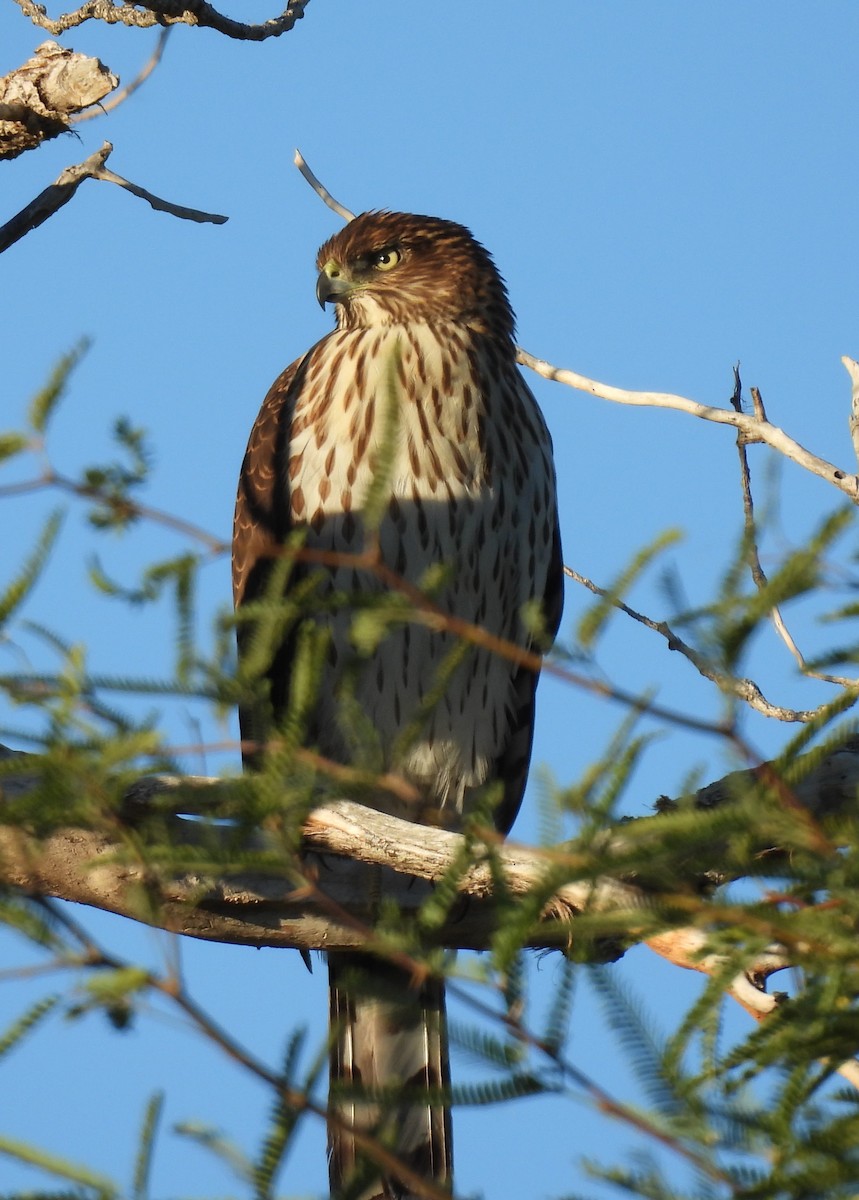 Gavilán de Cooper - ML646018305