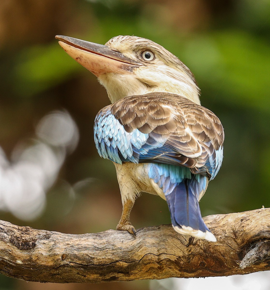 Cucaburra Aliazul - ML646018306