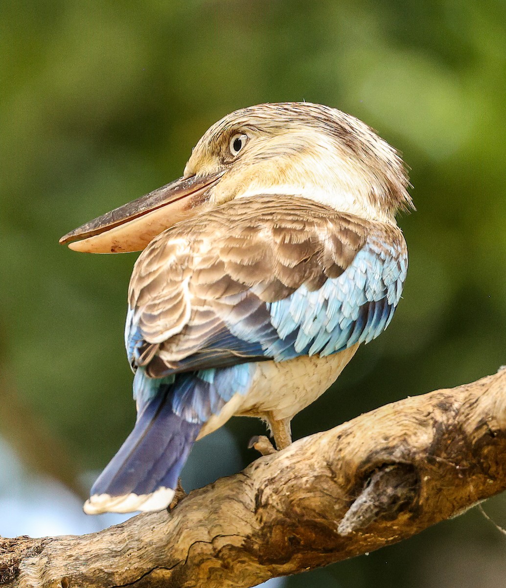 Cucaburra Aliazul - ML646018307