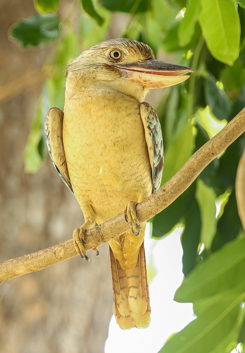 Cucaburra Aliazul - ML646018308