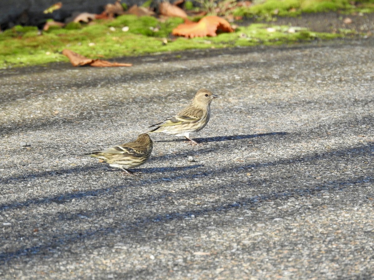 Jilguero de Los Pinos - ML646018310