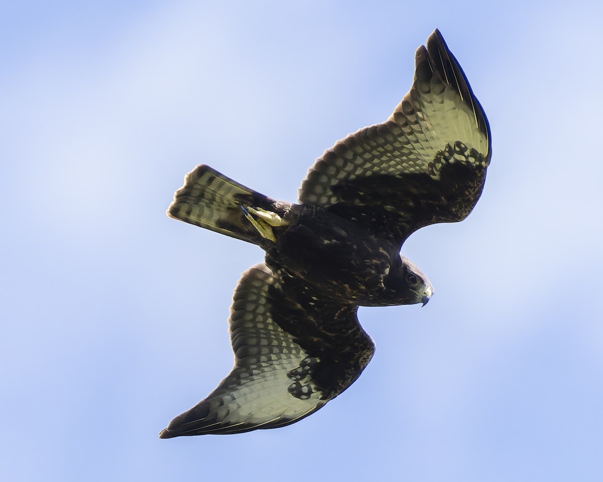 Busardo Colicorto - ML646018311