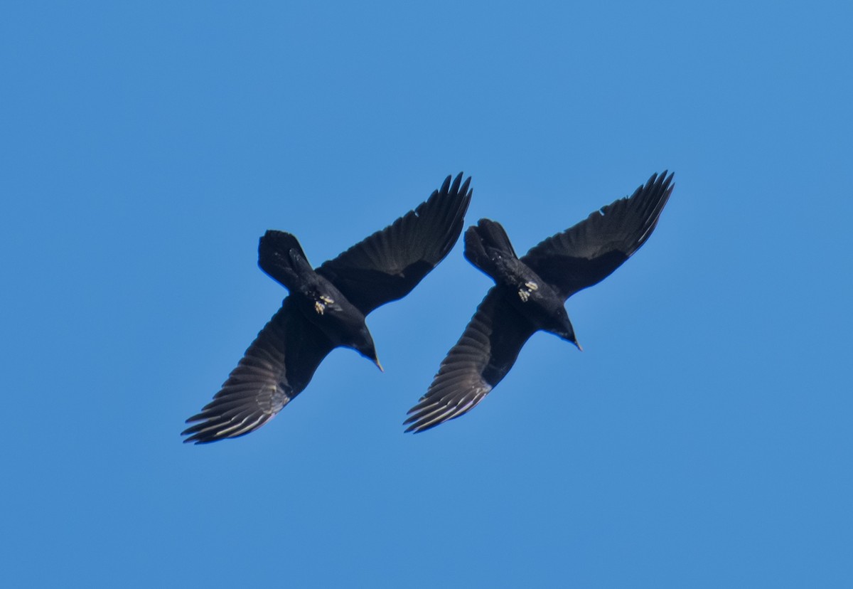 Cuervo Grande - ML646018312