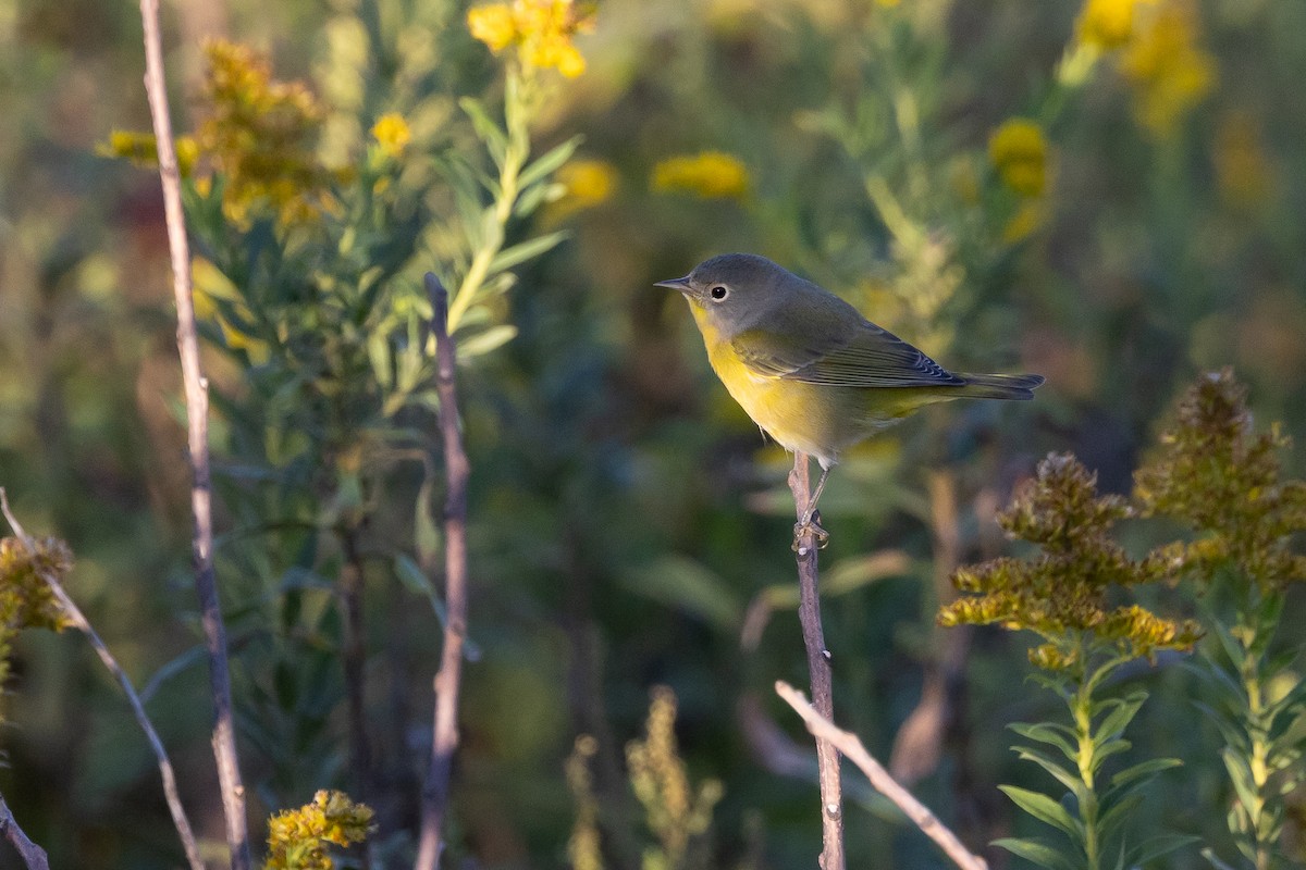 Reinita de Nashville - ML646018313