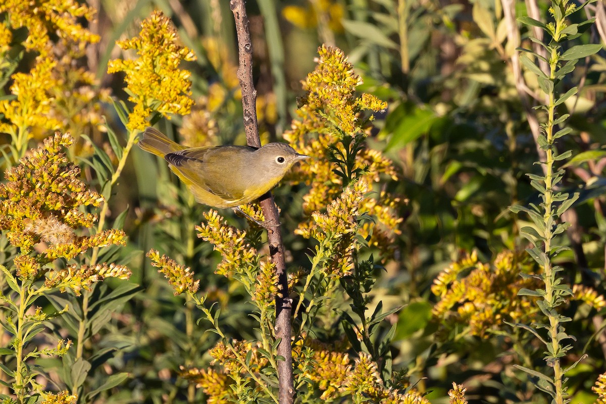 Reinita de Nashville - ML646018314