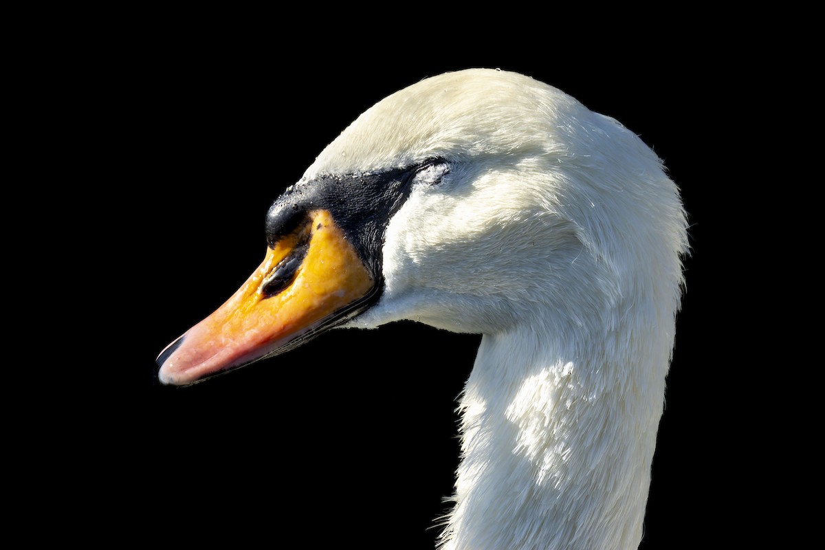 Cisne Vulgar - ML646018316