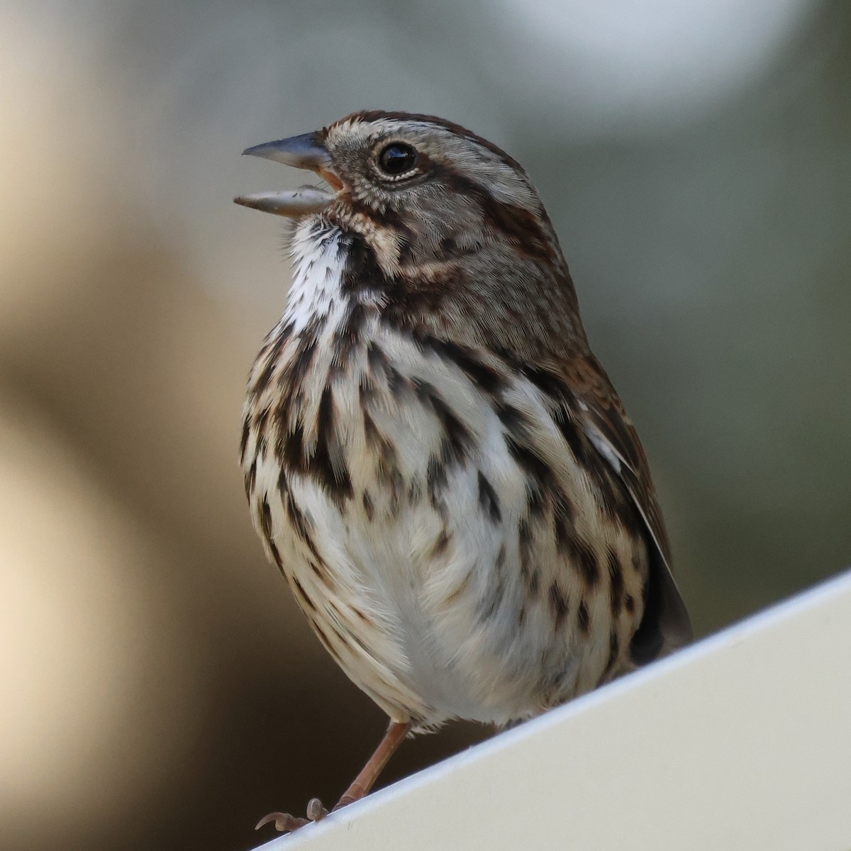 Chingolo Cantor - ML646018319