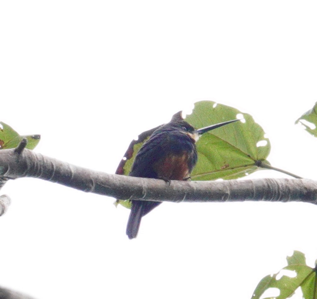 Jacamará Dorsioscuro - ML646018320