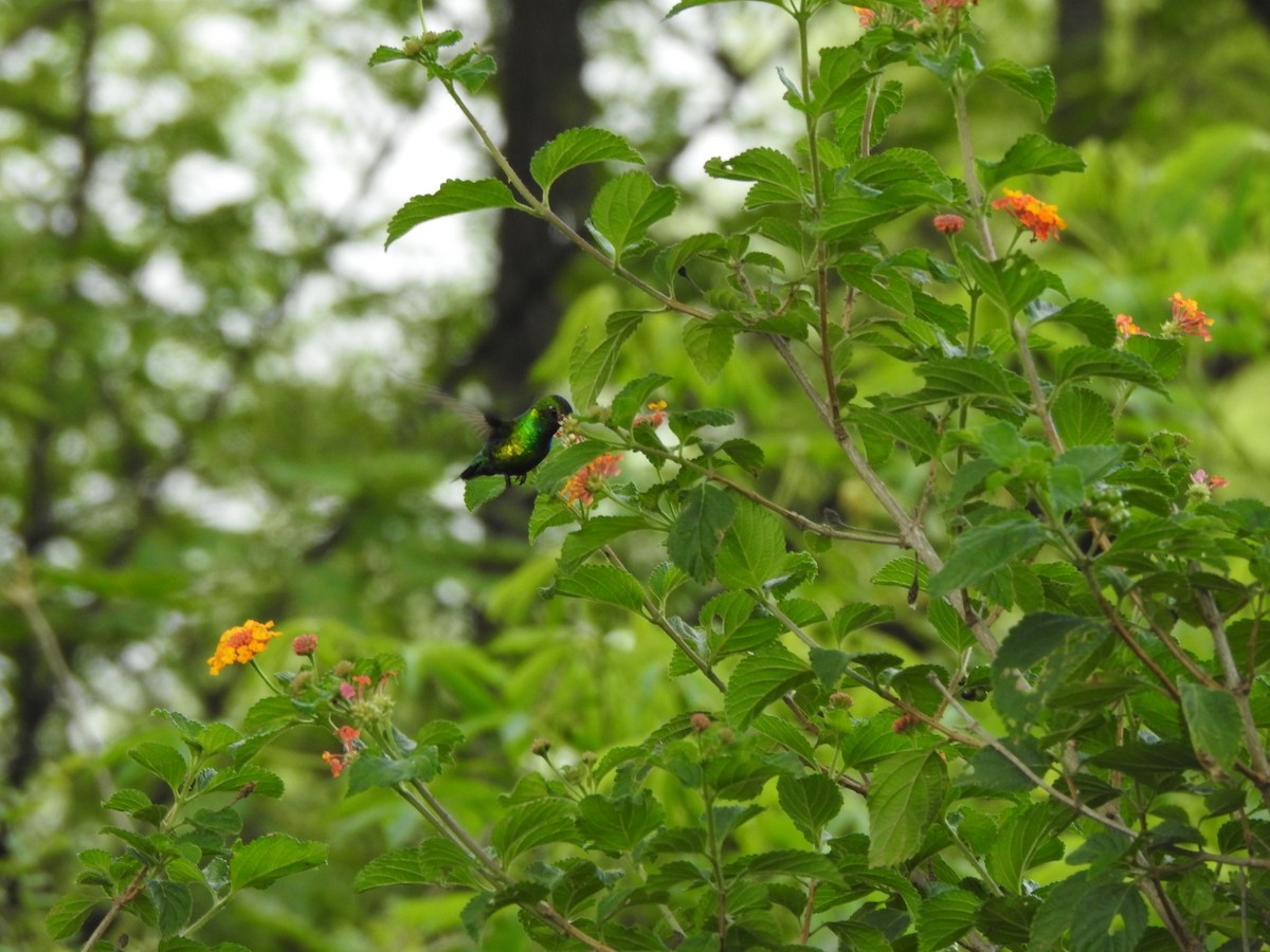 Esmeralda Ventridorada - ML646018321